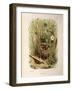 Illustration from Eugenio BettoniS Natural History of Birds That Nest in Lombardy Representing Whit-null-Framed Giclee Print