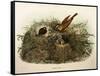 Illustration from Eugenio BettoniS Natural History of Birds That Nest in Lombardy Representing Yell-null-Framed Stretched Canvas