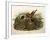 Illustration from Eugenio BettoniS Natural History of Birds That Nest in Lombardy Representing Yell-null-Framed Giclee Print