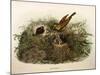 Illustration from Eugenio BettoniS Natural History of Birds That Nest in Lombardy Representing Yell-null-Mounted Giclee Print