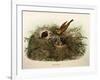 Illustration from Eugenio BettoniS Natural History of Birds That Nest in Lombardy Representing Yell-null-Framed Giclee Print