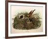 Illustration from Eugenio BettoniS Natural History of Birds That Nest in Lombardy Representing Yell-null-Framed Giclee Print