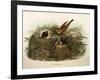 Illustration from Eugenio BettoniS Natural History of Birds That Nest in Lombardy Representing Yell-null-Framed Giclee Print