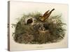 Illustration from Eugenio BettoniS Natural History of Birds That Nest in Lombardy Representing Yell-null-Stretched Canvas