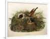 Illustration from Eugenio BettoniS Natural History of Birds That Nest in Lombardy Representing Yell-null-Framed Giclee Print