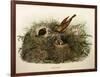 Illustration from Eugenio BettoniS Natural History of Birds That Nest in Lombardy Representing Yell-null-Framed Giclee Print