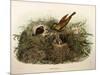 Illustration from Eugenio BettoniS Natural History of Birds That Nest in Lombardy Representing Yell-null-Mounted Giclee Print