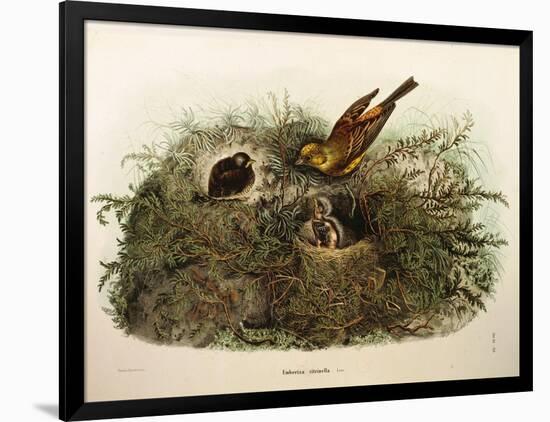 Illustration from Eugenio BettoniS Natural History of Birds That Nest in Lombardy Representing Yell-null-Framed Giclee Print