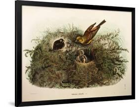 Illustration from Eugenio BettoniS Natural History of Birds That Nest in Lombardy Representing Yell-null-Framed Giclee Print