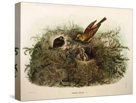 Illustration from Eugenio BettoniS Natural History of Birds That Nest in Lombardy Representing Yell-null-Stretched Canvas