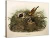 Illustration from Eugenio BettoniS Natural History of Birds That Nest in Lombardy Representing Yell-null-Stretched Canvas