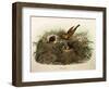 Illustration from Eugenio BettoniS Natural History of Birds That Nest in Lombardy Representing Yell-null-Framed Giclee Print