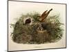 Illustration from Eugenio BettoniS Natural History of Birds That Nest in Lombardy Representing Yell-null-Mounted Giclee Print