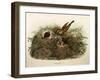 Illustration from Eugenio BettoniS Natural History of Birds That Nest in Lombardy Representing Yell-null-Framed Giclee Print