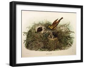 Illustration from Eugenio BettoniS Natural History of Birds That Nest in Lombardy Representing Yell-null-Framed Giclee Print