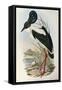 Illustration from John GouldS The Birds of Australia Representing Black-Necked Stork Ephippiorhynch-null-Framed Stretched Canvas