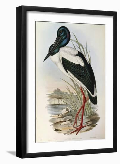 Illustration from John GouldS The Birds of Australia Representing Black-Necked Stork Ephippiorhynch-null-Framed Giclee Print