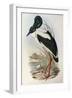 Illustration from John GouldS The Birds of Australia Representing Black-Necked Stork Ephippiorhynch-null-Framed Giclee Print