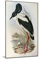 Illustration from John GouldS The Birds of Australia Representing Black-Necked Stork Ephippiorhynch-null-Mounted Giclee Print