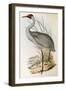 Illustration from John GouldS The Birds of Australia Representing Brolga Grus Rubicunda-null-Framed Giclee Print