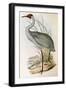 Illustration from John GouldS The Birds of Australia Representing Brolga Grus Rubicunda-null-Framed Giclee Print