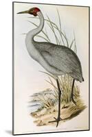 Illustration from John GouldS The Birds of Australia Representing Brolga Grus Rubicunda-null-Mounted Giclee Print