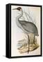 Illustration from John GouldS The Birds of Australia Representing Brolga Grus Rubicunda-null-Framed Stretched Canvas