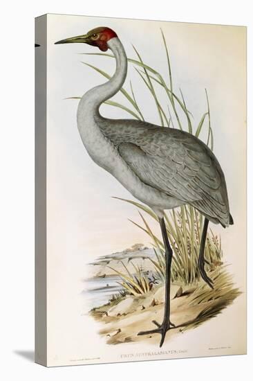 Illustration from John GouldS The Birds of Australia Representing Brolga Grus Rubicunda-null-Stretched Canvas