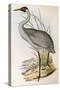 Illustration from John GouldS The Birds of Australia Representing Brolga Grus Rubicunda-null-Stretched Canvas