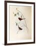 Illustration from John GouldS The Birds of Australia Representing Crimson Finch Neochmia Phaeton-null-Framed Giclee Print