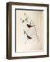 Illustration from John GouldS The Birds of Australia Representing Crimson Finch Neochmia Phaeton-null-Framed Giclee Print