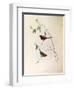 Illustration from John GouldS The Birds of Australia Representing Crimson Finch Neochmia Phaeton-null-Framed Giclee Print