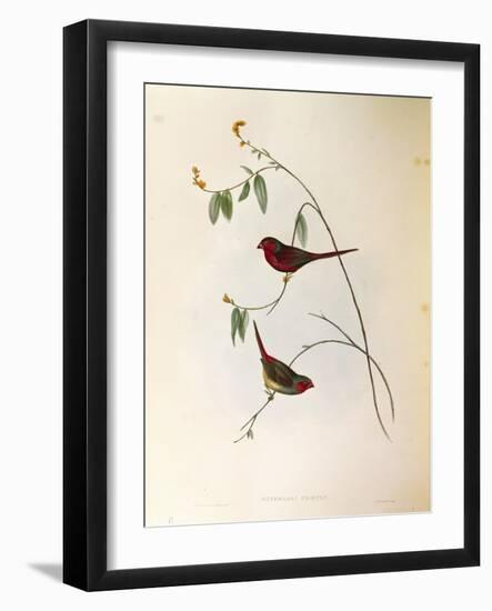 Illustration from John GouldS The Birds of Australia Representing Crimson Finch Neochmia Phaeton-null-Framed Giclee Print