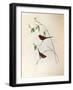 Illustration from John GouldS The Birds of Australia Representing Crimson Finch Neochmia Phaeton-null-Framed Giclee Print