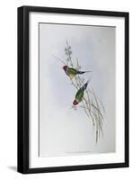 Illustration from John GouldS The Birds of Australia Representing Gouldian Finch Chloebia Gouldiae-null-Framed Giclee Print