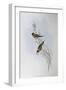 Illustration from John GouldS The Birds of Australia Representing Gouldian Finch Chloebia Gouldiae-null-Framed Giclee Print