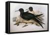 Illustration from John GouldS The Birds of Australia Representing Lesser Frigatebird Fregata Ariel-null-Framed Stretched Canvas