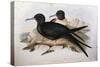 Illustration from John GouldS The Birds of Australia Representing Lesser Frigatebird Fregata Ariel-null-Stretched Canvas