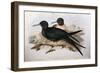 Illustration from John GouldS The Birds of Australia Representing Lesser Frigatebird Fregata Ariel-null-Framed Giclee Print