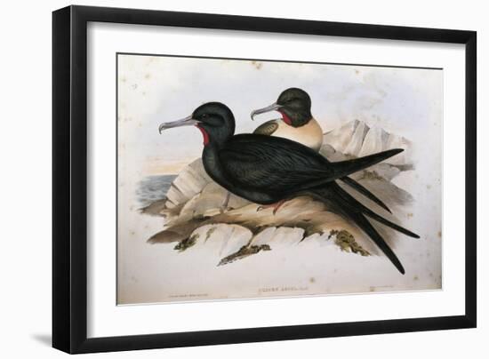 Illustration from John GouldS The Birds of Australia Representing Lesser Frigatebird Fregata Ariel-null-Framed Giclee Print