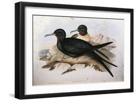 Illustration from John GouldS The Birds of Australia Representing Lesser Frigatebird Fregata Ariel-null-Framed Giclee Print