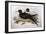 Illustration from John GouldS The Birds of Australia Representing Lesser Frigatebird Fregata Ariel-null-Framed Giclee Print