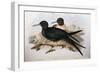 Illustration from John GouldS The Birds of Australia Representing Lesser Frigatebird Fregata Ariel-null-Framed Giclee Print