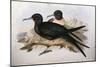 Illustration from John GouldS The Birds of Australia Representing Lesser Frigatebird Fregata Ariel-null-Mounted Giclee Print