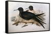 Illustration from John GouldS The Birds of Australia Representing Lesser Frigatebird Fregata Ariel-null-Framed Stretched Canvas