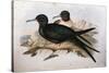 Illustration from John GouldS The Birds of Australia Representing Lesser Frigatebird Fregata Ariel-null-Stretched Canvas