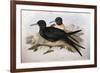 Illustration from John GouldS The Birds of Australia Representing Lesser Frigatebird Fregata Ariel-null-Framed Giclee Print