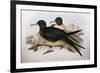 Illustration from John GouldS The Birds of Australia Representing Lesser Frigatebird Fregata Ariel-null-Framed Giclee Print