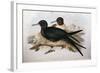 Illustration from John GouldS The Birds of Australia Representing Lesser Frigatebird Fregata Ariel-null-Framed Giclee Print