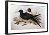 Illustration from John GouldS The Birds of Australia Representing Lesser Frigatebird Fregata Ariel-null-Framed Giclee Print